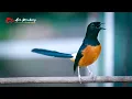 Download Lagu PANCINGAN EMOSI !! GAYA KALEM TAPI BIKIN AUTO NYAUT ISIAN MEWAH | SHAMA BIRD