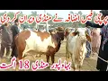 Bahawalpur Cattle Market Today Latest Update Qurbani 2027 Bachre Bachri Global Village Farming