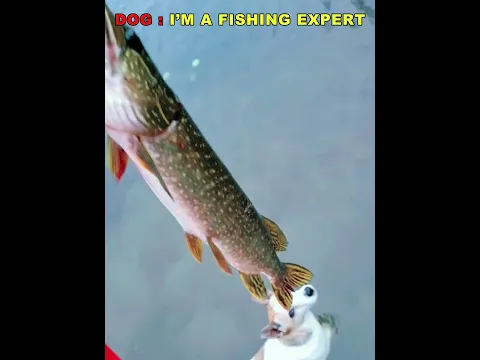 The Fishing Battle Gets Wild ππΆπΌ #trollface #fishing #dog #cat