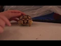what kind of turtle we got at petco