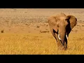 Download Lagu John Barry - Out of Africa (Extended Remix)