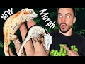 New Gargoyle Gecko Morph The Clown Project