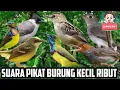 Download Lagu Suara Pikat Kutilang Ribut TerbaruUntuk Memikat Semua Burung Kecil Ampuh