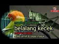 Download Lagu masteran terbaik BELALANG KECEK 5 jam full