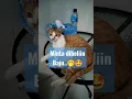 Lagu Ana Bansa Nafsy|Sulking Cat🤩#shorts