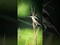 Download Lagu Burung Shrike Tiga Warna / Shrike Ekor Panjang Memanggil #birdwatching #indianbirds