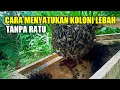 Lagu Begini cara menyatukan koloni lebah yang sedikit \u0026 tidak ada ratu nya