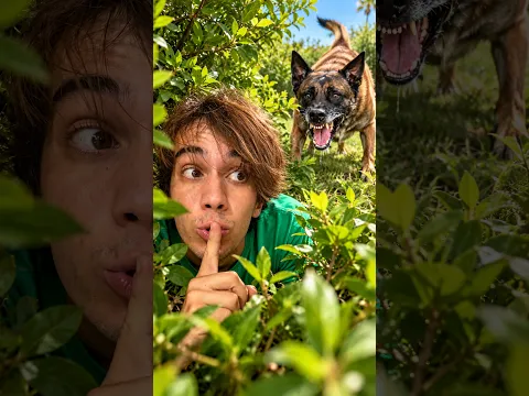 PEGA-PEGA CANINO
