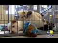 Kings SPCA to reopen months after firing shelter manager for alleged embezzlement