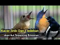 Download Lagu TLEDEKAN GUNUNG KACER DAN SRDC PASTI NYAUT BONGKAR MUATAN 