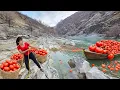 Lagu TIMELAPSE -- Sold Out in an Hour! Harvest Many Rare Tomatoes for 7 Hours, Go to Market Sell