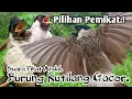 Download Lagu PILIHAN PEMIKAT,‼️ SUARA PIKAT BURUNG KUTILANG. PASTI TURUN..