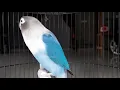 Download Lagu Suara LOVEBIRD paling di sukai LAWAN ampuh memancing lb malas bunyi jadi gacor