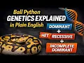 Ball Python Genetics Explained in Plain English
