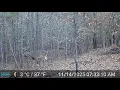 Rough Rut For One Georgia Buck