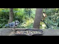 Snackies & Summertime Bird Songs As an Amazon Associate I earn from qualifying purchases.