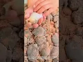 Download Lagu Harvesting Frogs After the Rain – Farmer’s Unique Morning Catch