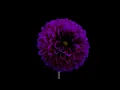 Jethro Heston - My Love (Beautified) - Flowers Blooming