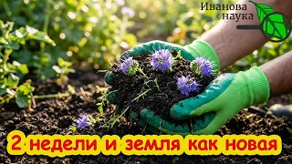 🔥 ЗАМЕНИТ ТОННУ НАВОЗА! УБЕРЁТ ВРЕДИТЕЛЕЙ И БОЛЕЗНИ! Здоровый и плодородный огород без затрат