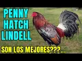 PENNY HATCH LINDELL WILL THEY BE THE BEST