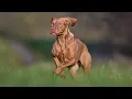 Vizsla s Role in Search and Rescue Operations