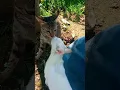 Download Lagu cats kissing 🙈 #tongue #kiss #foyoupage #catshorts #youtubeshorts #viral #tiktok #funny #love #fyp