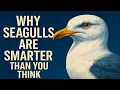 Why Seagulls Are Smarter Than You Think