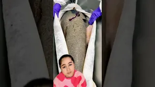 ميلا شافت كيف يستخرج الكافيار لاول مره 