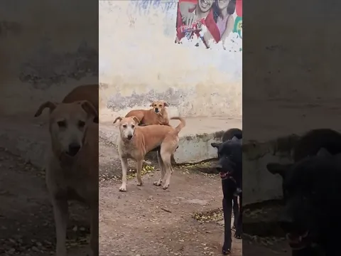 Champi Dog का Nonstop Barking 😱🐶 दूसरे Dog पर बिना रुके भौंकती रही!