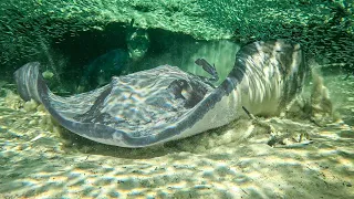 Truly EPIC Adventures!!! 🐠🐟🐡🐬🐳🐋 [Day #23]