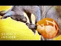 What s Inside A Kangaroo s Pouch