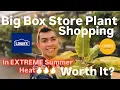 Summer Hot Deals Literally 100 Degrees Outside Big Box Store Plant Shopping at Lowes Did they Burn