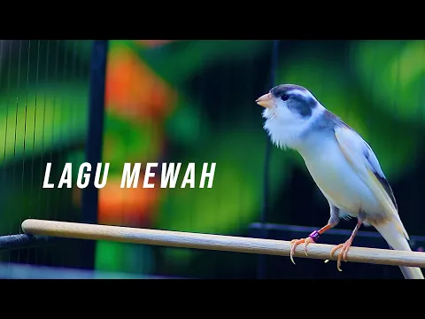 Download MP3 KENARI LAGU MEWAH ISIAN LOVEBIRD, COCOK BUAT MASTERAN KENARI PAUD BELAJAR NGELAGU