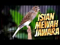 Download Lagu Masteran Kenari Isian Blackthroat Gacor Abis! Bikin Kenari Kamu Langsung Juara!