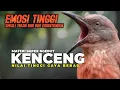 Lagu Gaya BEBAS!!!! MASTERAN SUPER NGEBUT KENCENG EMOSI TINGGI || MASTERAN MURAI CENDET KACER CUCAKHIJAU