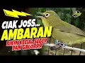Lagu Ciak Joss Kecial Kuning AMBARAN‼️Bikin Kecial Yg Denger SEGER dan GACOR✅
