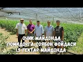 Download Lagu СОЯБОН ОСТИДА 1.5 ГЕКТАР МАЙДОНДА DIJITAL F1 ва BURPINK F1 ПОМИДОРЛАРИ