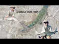 BONEFISH 101 How to fly fish for Bonefish DIY Fly Fishing for Bonefish Abaco Bahamas