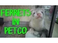 Ferrets go heckin crazy in Petco