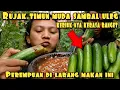 Download Lagu RUJAK TIMUN MUDA SAMBAL ULEG DADAKAN