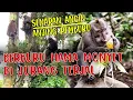 Lagu BERBURU HAMA MONYET DI DEKAT JURANG// PEMAKAN JAGUNG DAN COKLAT