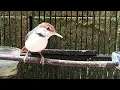 Download Lagu Prenjak Coki BETINA Gacor - Suara Pancingan Burung Pernjak / Cinenen COKI COKI Jantan Paling AMPUH