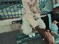 JEUNE LION - 446 ft. FREEZE CORLEONE (OFFICIAL MUSIC VIDEO)