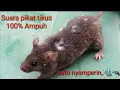 Download Lagu Suara pikat tikus / the sound of rats. paling ampuh dijamin auto 100% nyamperin