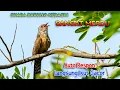 Download Lagu Burung Kedasih Gacor Suara Jernih | Masteran dan Pancingan Burung Kedasih Paling Ampuh