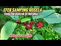 Download Lagu EFEK SAMPING ROSELA BAGI KESEHATAN YANG TAK BANYAK DI KETAHUI #rosela #rosella #Hibiscussabdariffa