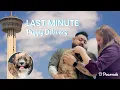 Getting a Havapoo Puppy on Pawrade com A Puppy Parent s Review