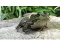 Download Lagu Garden Pond And Frogs Eating Insects.    Slow Motion iPhone #frogs #iphonephotography #gardening