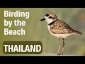 Download Lagu Birding by the Beach | Virtual Birding Trip to Pranburi | Birding in Thailand