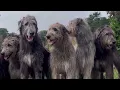 Download Lagu WORST Mistakes I Made Raising My First Irish Wolfhound
